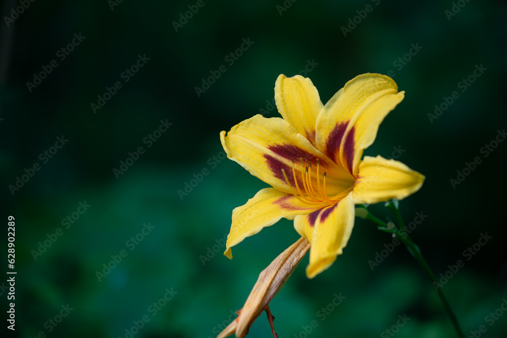 isolated yellow lily in the shade isolated yellow lily in the shade