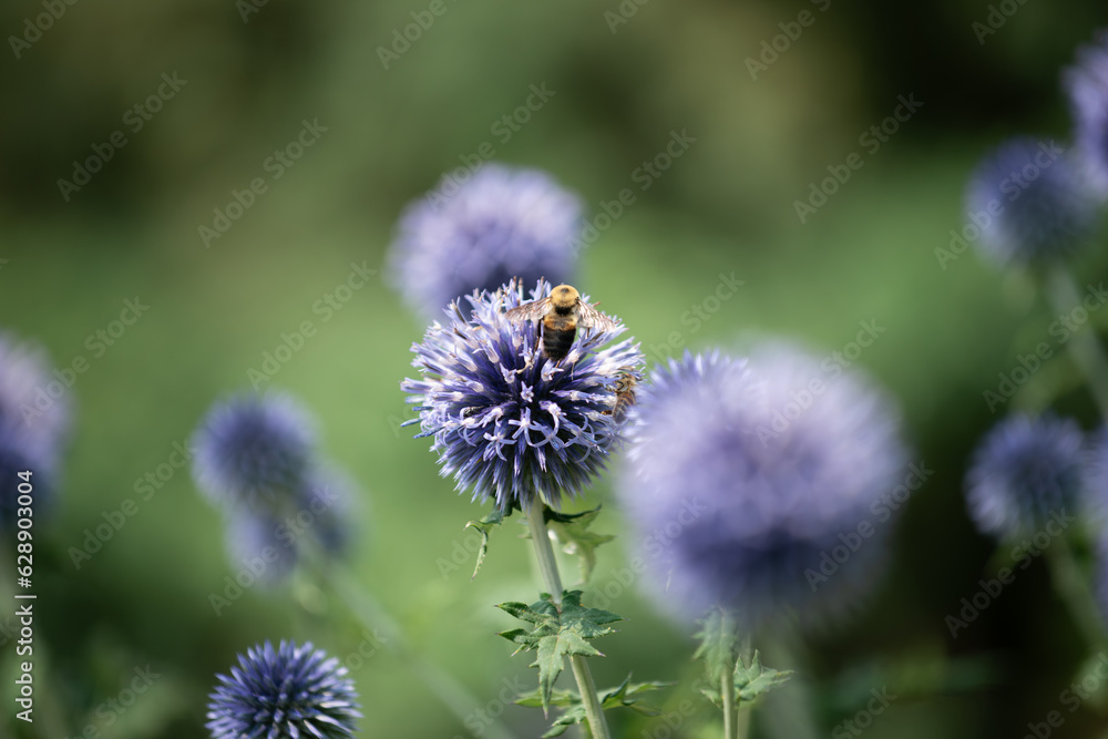 intimate view of a bee on Echinops sphaerocephalus or globe thistle on a creamy purple and green background intimate view of a bee on Echinops sphaerocephalus or globe thistle on a creamy purple and green background