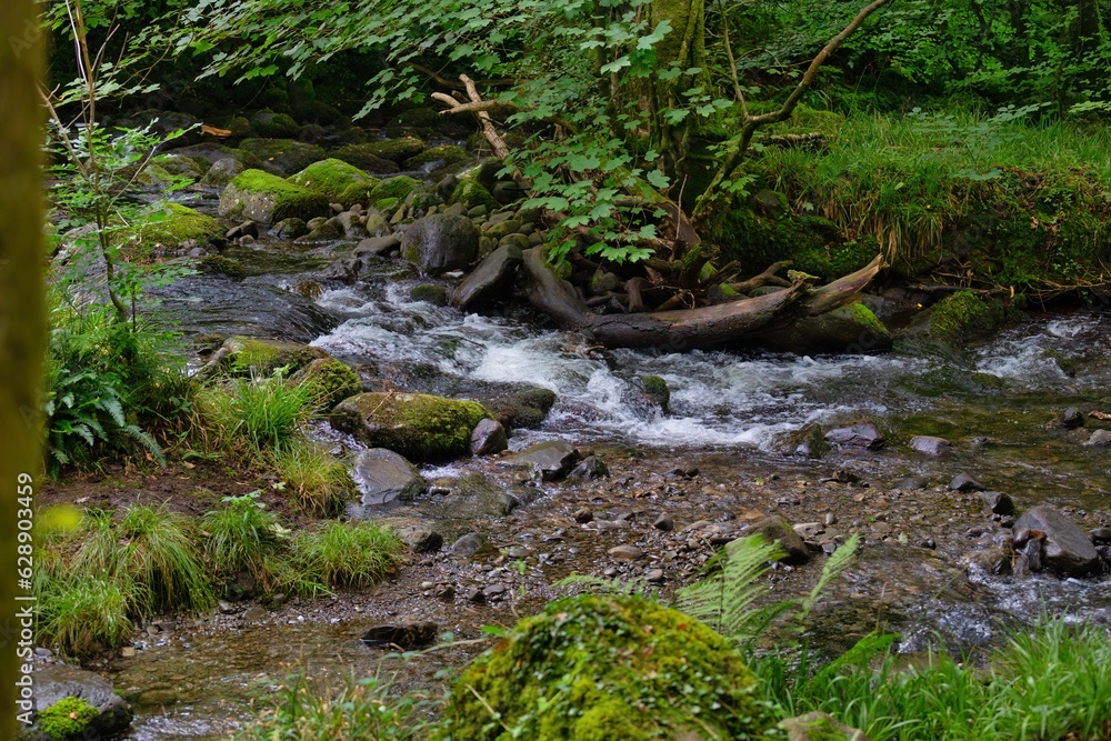 stream in the woods with some green grass stream in the woods with some green grass