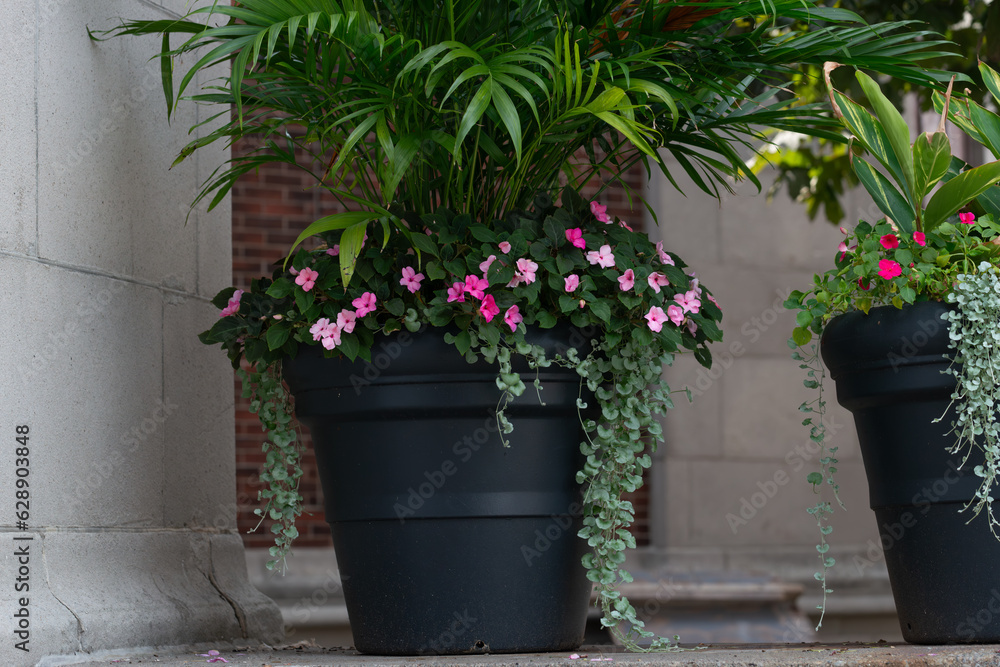 flowers in pots flowers in pots