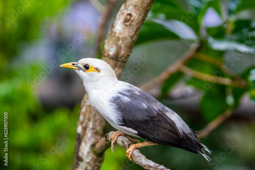 The black-winged myna  Acridotheres melanopterus  is a species of starling in the family Sturnidae.  It is endemic to Indonesia.