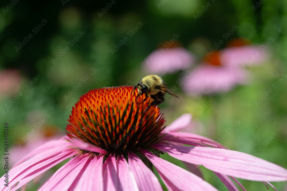 industrious bee on a coneflowers close-up industrious bee on a coneflowers close-up
