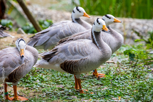 The bar-headed goose (Anser indicus) is a goose that breeds in Central Asia in colonies of thousands near mountain lakes and winters in South Asia, as far south as peninsular India. 