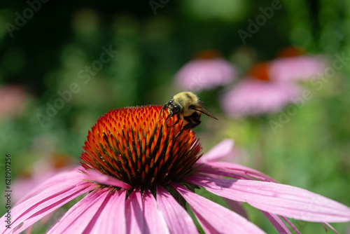 industrious bee on a coneflowers close-up