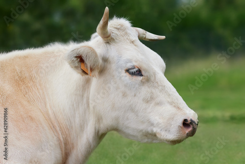 Close up of head of white cow