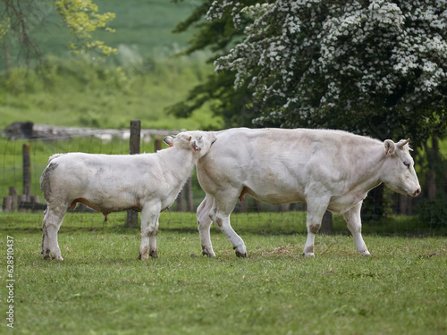 Calf and white cow on meadow