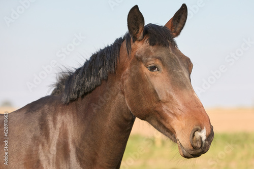 Close up portrait of head of a horse