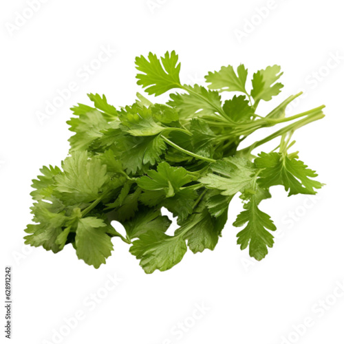 Coriander leaf isolated on white background, clipping path