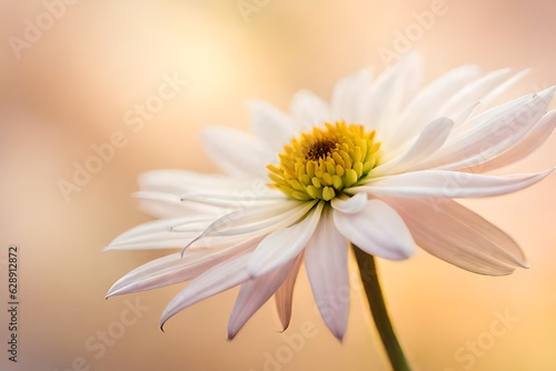 daisy flower closeup generated Ai 
