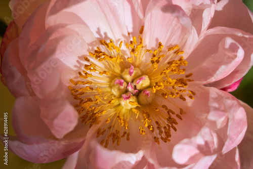 Petals of pink peonies close to a blurred background.