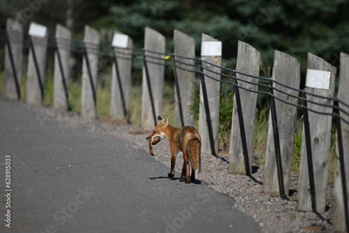 Fotografie American Red Fox trots down the side of a road carrying a red squirrel in its mo