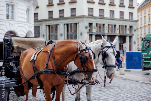 horse and carriage in historic center of Vienna Austria 