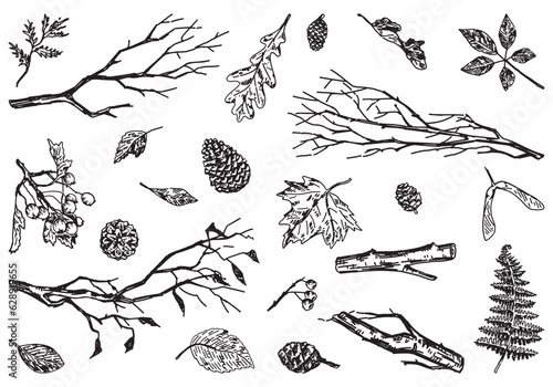 Set of autumn botany attributes. Sketches of fallen leaves, branches, pine cones, rowan twig. Hand drawn vector illustrations. Outline clipart collection isolated on white.