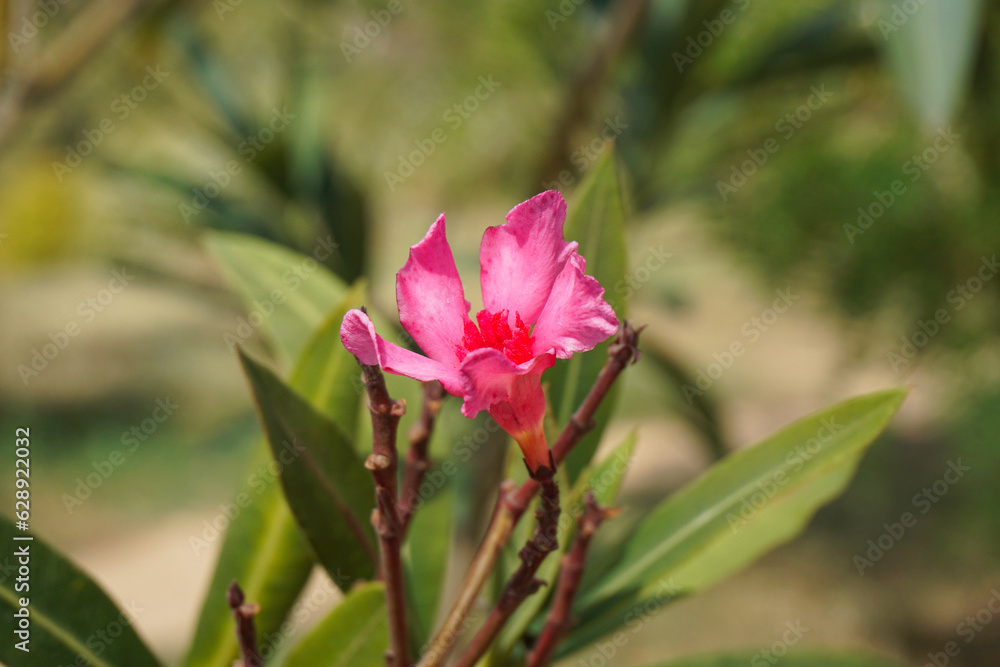 a pink oleander flower with green leaves
