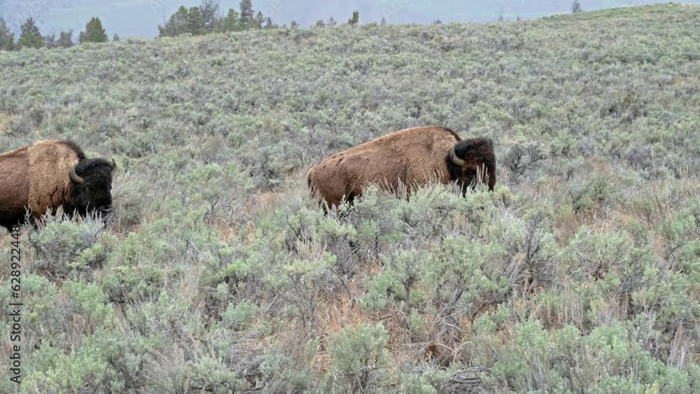 Two American Bison walking through a field of sagebrush in Yellowstone National Park. Two American Bison walking through a field of sagebrush in Yellowstone National Park.