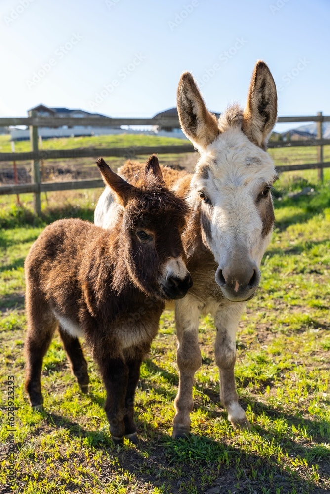 Mother and Baby Miniature Donkey