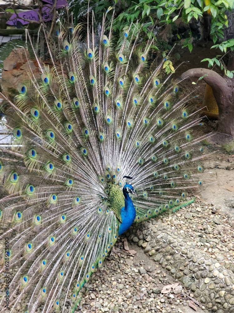 Obraz premium Majestic peacock proudly displaying its vibrant plume of feathers