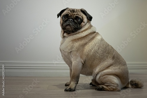 Purebred pug sitting on floor