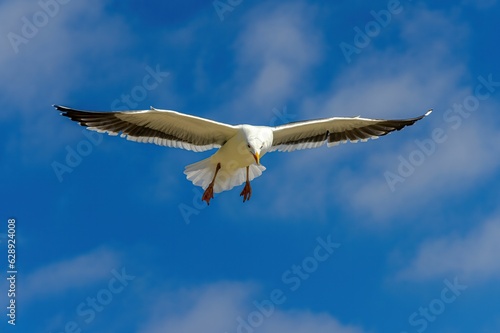 the seagull is soaring against a partly blue sky