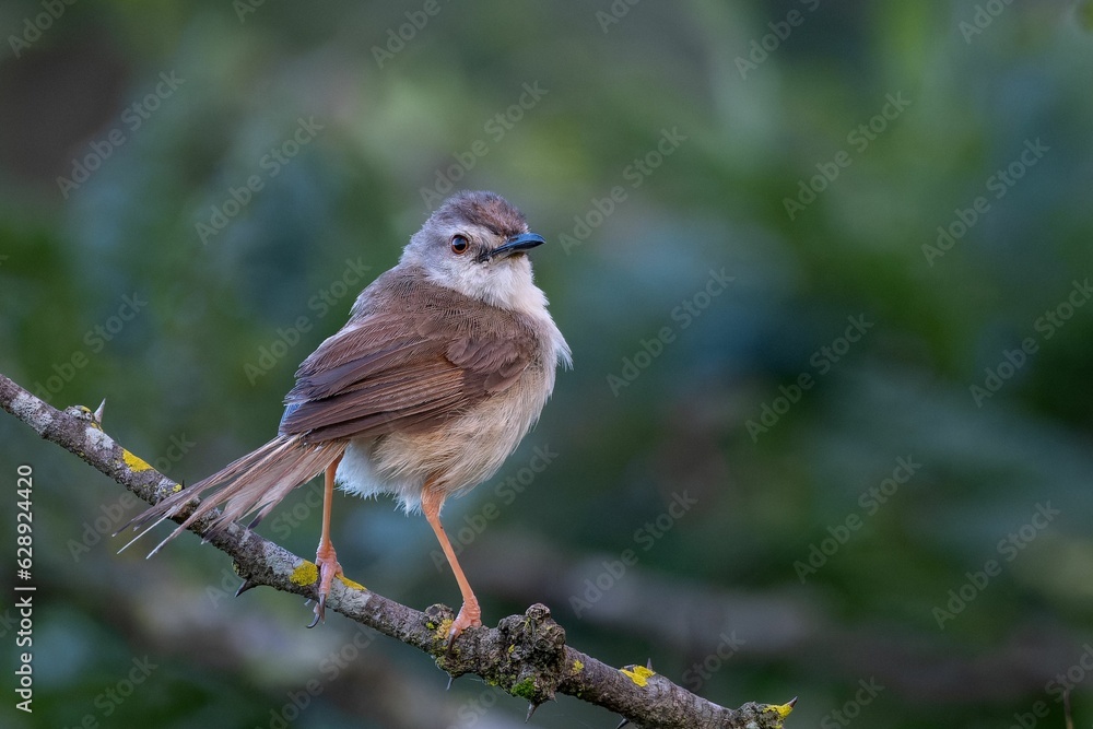 there is a small bird on the branch near the bush there is a small bird on the branch near the bush