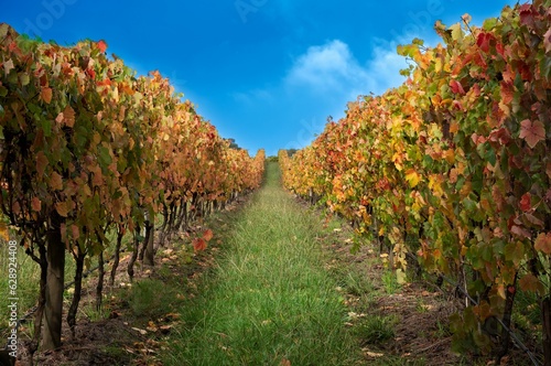 Grassy path in the vineyard surrounded by a vibrant autumnal landscape in Healesville, Australia.