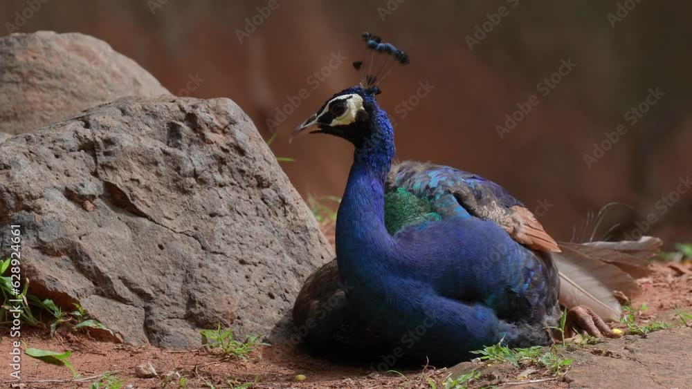 Indian peafowl, Blue peafowl lying in the sun. Indian peafowl, Blue peafowl lying in the sun.