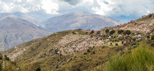 Almond trees in bloom near Trevelez, Granadan Alpujarra, Spain photo