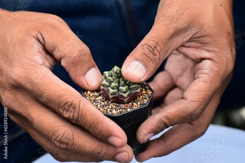 Closeup of person's hands planting small Cactaceae in the pot