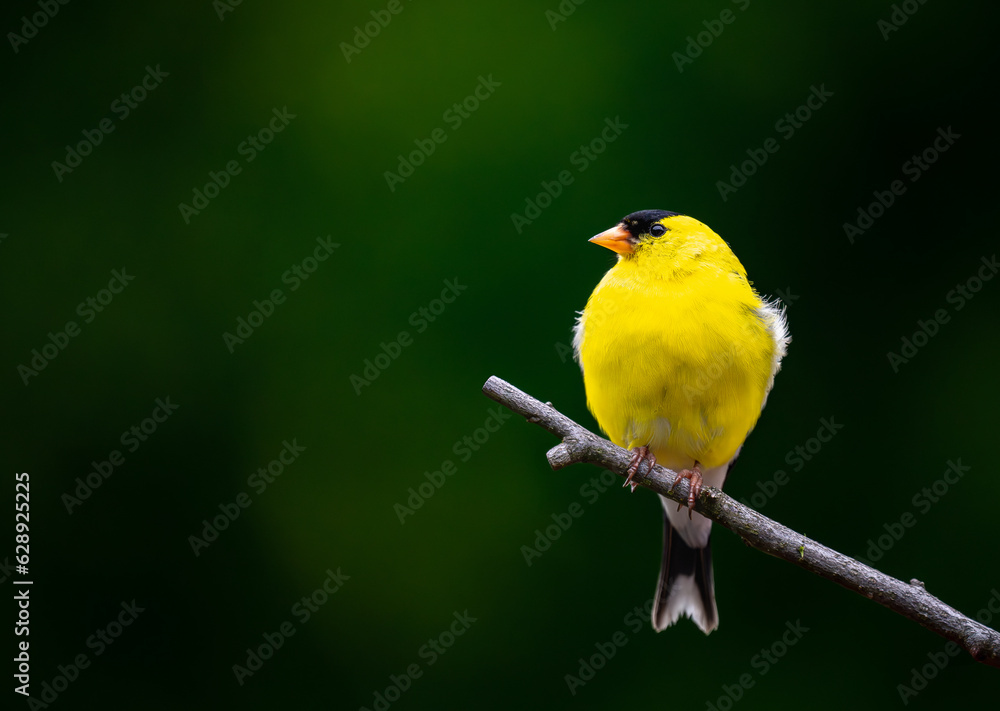 Obraz premium A Goldfinch perching on a tree branch for a portrait