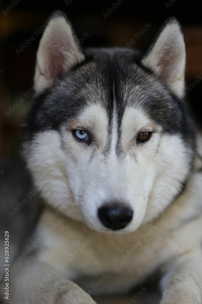 Vertical shot of a Siberian Husky with heterochromia eyes