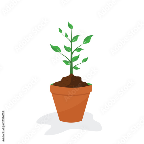 plants in pots, with large stems and leaves. vector illustration