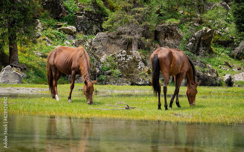 Beautiful view to couple of horses on wild river. Mountains of Kyrgyzstan, Central Asia. Horse grazing