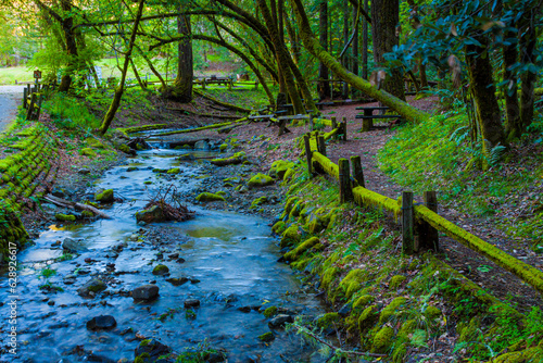 Stream Flowing Through Coastal Redwood Forest, Armstrong Woods State Natural Reserve, Guerneville, California, USA