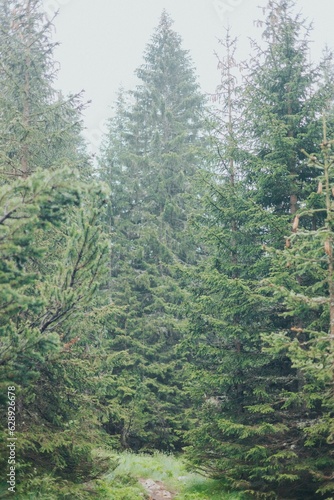 Image of tall, lush green trees in a vertical orientation