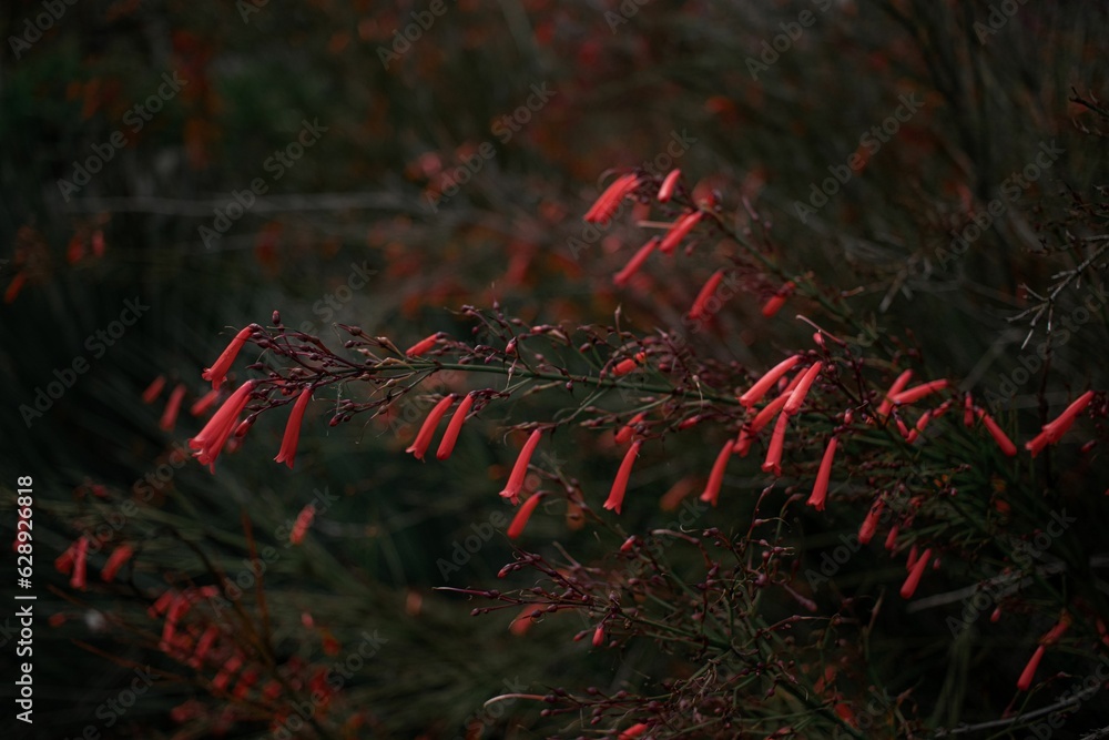 Closeup of Firecracker plant with a dark background Closeup of Firecracker plant with a dark background