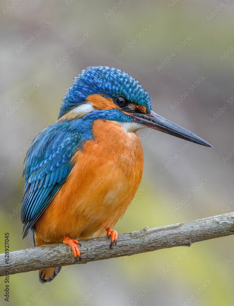 Small blue and orange River kingfisher perched on a thin, barren tree branch in natural environment Small blue and orange River kingfisher perched on a thin, barren tree branch in natural environment