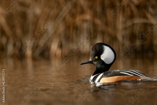 Selective focus shot of a hooded merganser bird floating in a lake photo