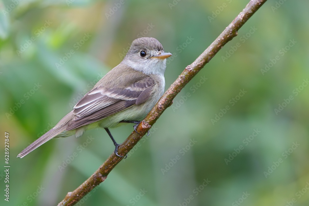 Small Alder flycatcher bird perched atop a thin branch on a backdrop of lush green foliage Small Alder flycatcher bird perched atop a thin branch on a backdrop of lush green foliage