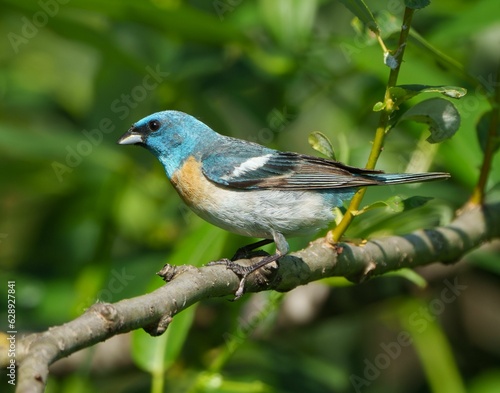 Azure bunting cardinal (Passerina amoena) perched atop a sunlit tree branch photo