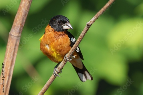 Selective focus shot of a black-headed grosbeak bird perched on a tree branch photo