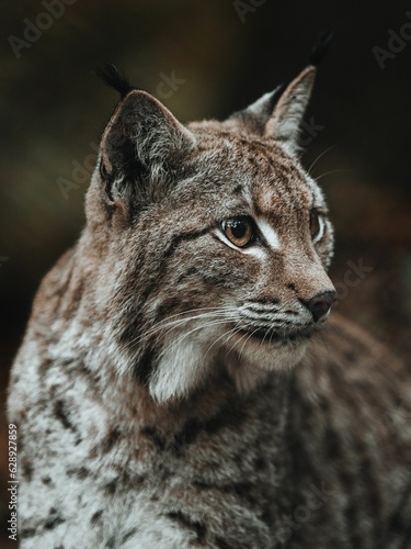 Lynx cat sits on the ground in autumn colors with eyes wide open © Christopher Rommel/Wirestock Creators