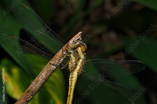 a brown dragonfly perched on a thin plant stem with a blurry background © Starlight/Wirestock Creators