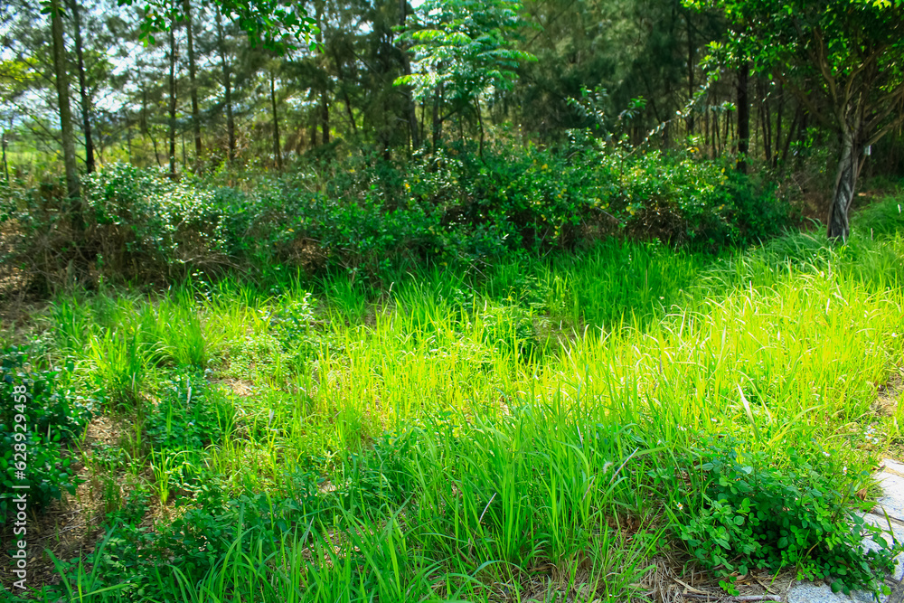 Obraz premium The close-up of the green grass in the rural under the clear sky. Nature scene.