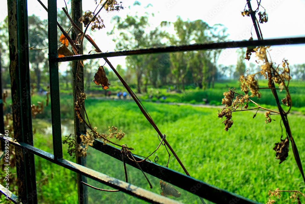 Looking from the window frame with wild grass and the view of green trees and garden outside. Nature scene and rural scene. Looking from the window frame with wild grass and the view of green trees and garden outside. Nature scene and rural scene.