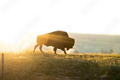 Fototapeta Naklejka Na Ścianę i Meble -  Breath of Dawn from Bison