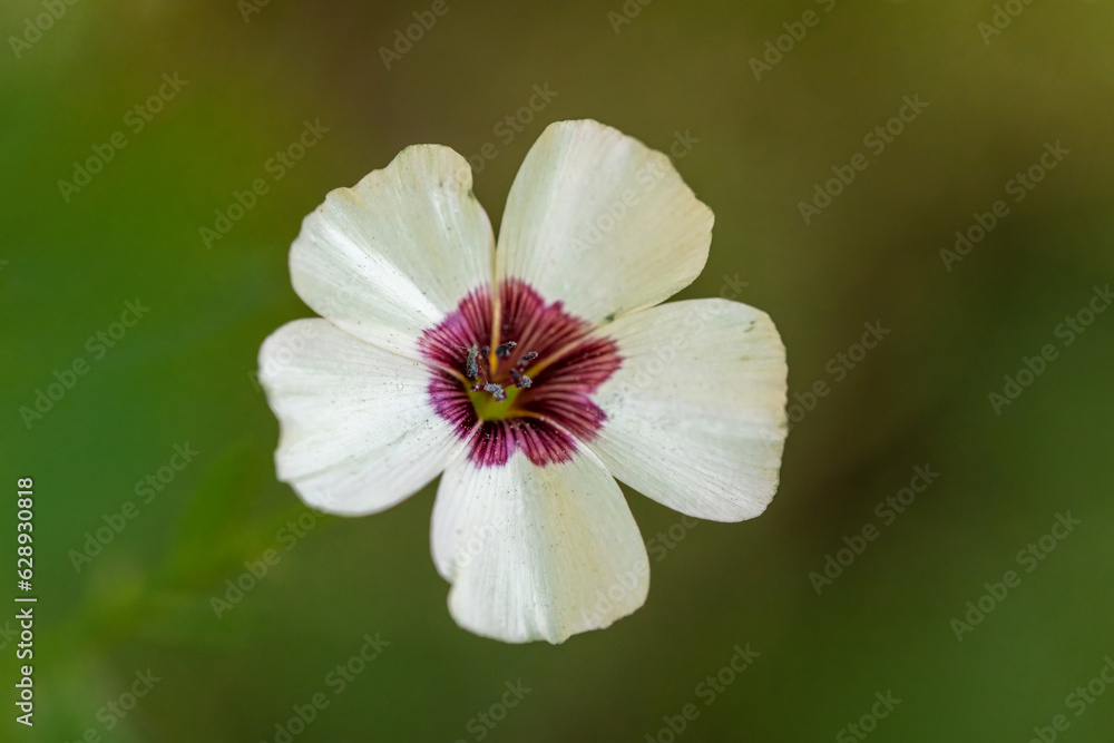 Obraz premium Flax Bright Eyes Linum Grandiflorum