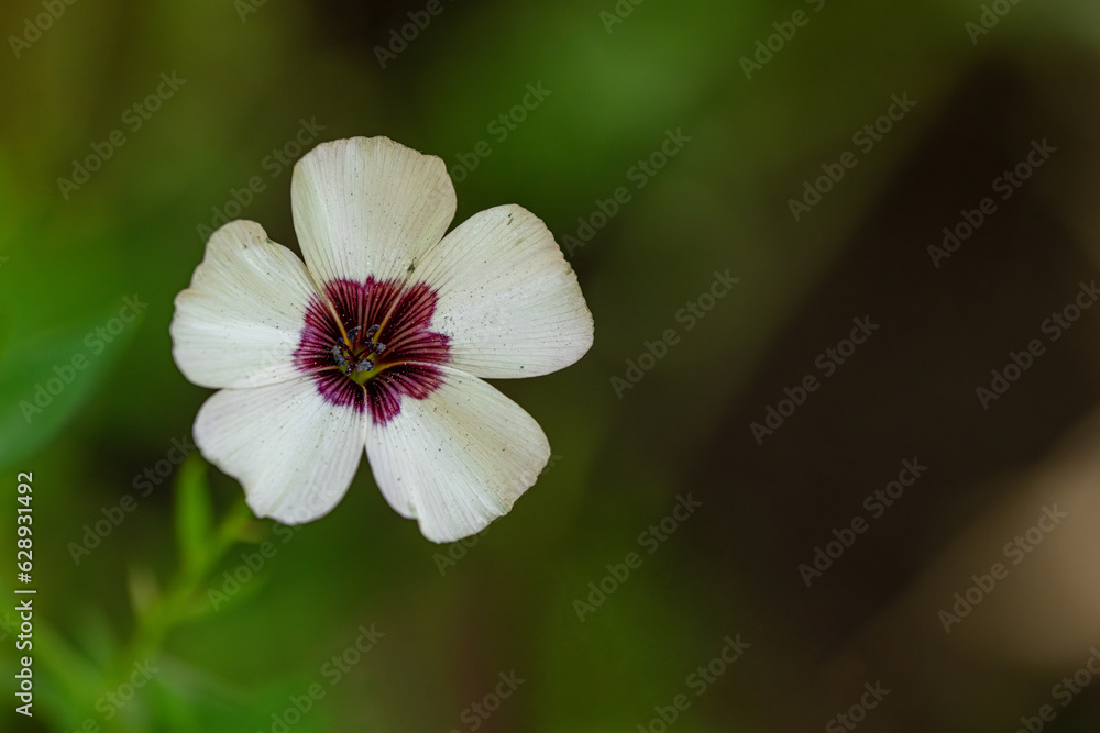 Fototapeta premium Flax Bright Eyes Linum Grandiflorum