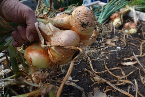 cosechar cebollas en el huerto urbano ecológico, recolectar cebollas en bancal elevado. cultivo de cebolla. 