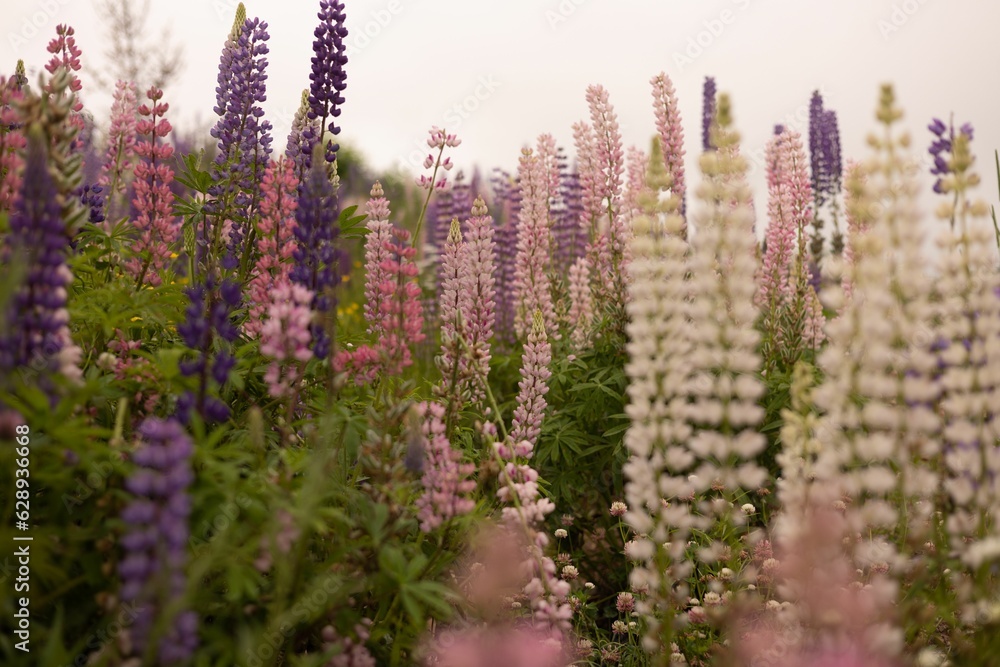 Beautiful landscape of a wildflower meadow with vibrant Lupin blooms in a wide variety of colors Beautiful landscape of a wildflower meadow with vibrant Lupin blooms in a wide variety of colors