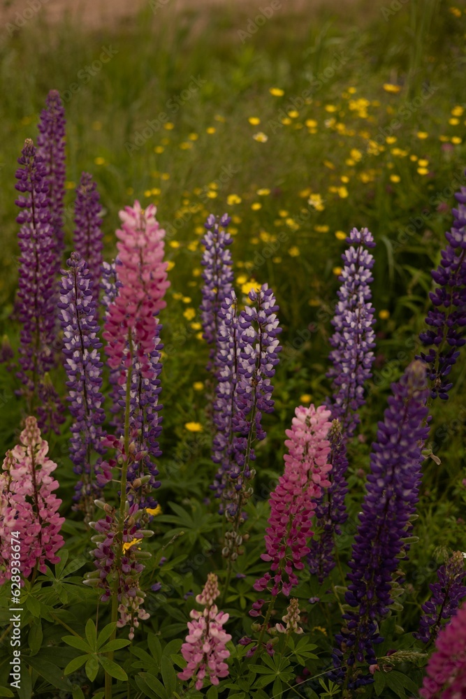 Vertical shot of an array of vibrant wild lupin flowers in a variety of colors Vertical shot of an array of vibrant wild lupin flowers in a variety of colors